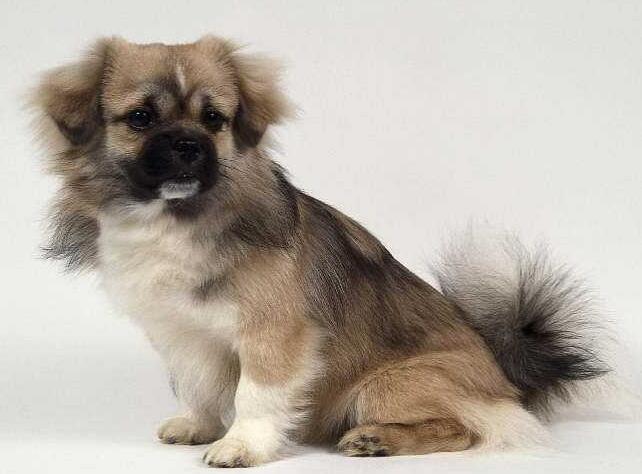 西藏,蓝天下的温馨日常与友情趣事